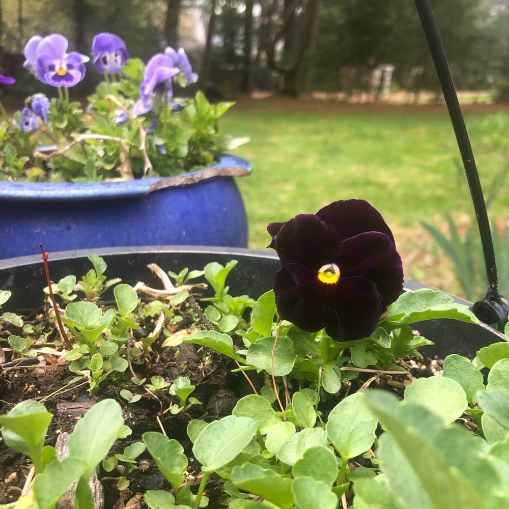 Pansy Pics!!